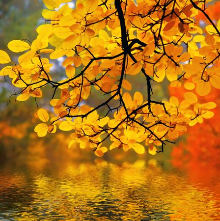 In this photo the beautiful autumn wood is shown In this photo the beautiful autumn wood is shown