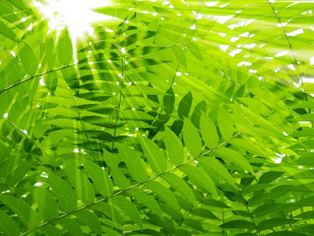 Solar beams will penetrate through branchesの写真素材