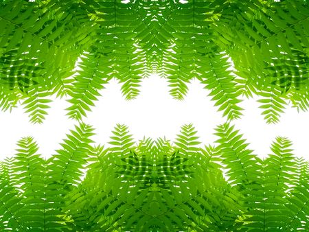 Solar beams will penetrate through branchesの写真素材
