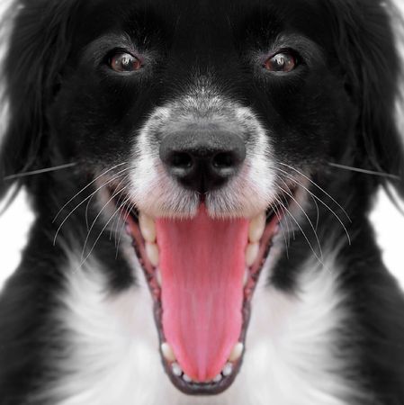 this is a black dog on a white backgroundの写真素材