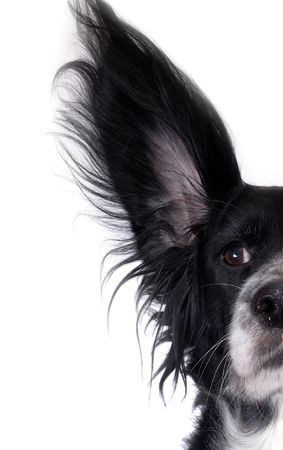 this is a black dog on a white backgroundの写真素材