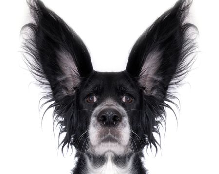 this is a black dog on a white backgroundの写真素材