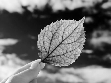 The person holds in a hand a leaf on a background of the cloudy skyの写真素材
