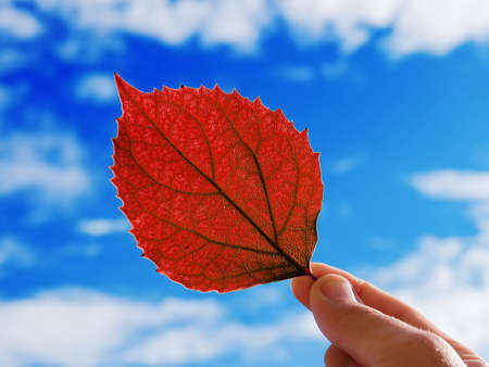 The person holds in a hand a leaf on a background of the cloudy skyの写真素材