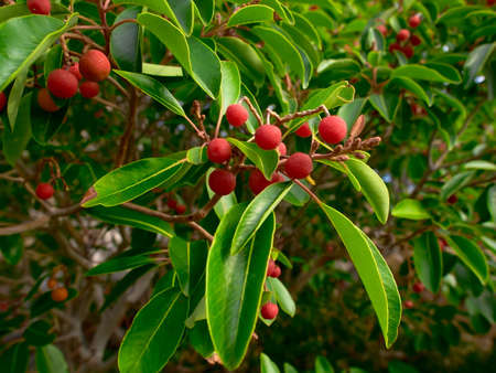 Branches of a tree with green leaves and red fruitsの写真素材