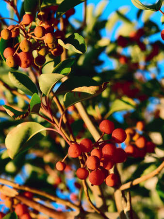 Branches of a tree with green leaves and red fruitsの写真素材