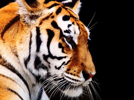 Big Tiger on a black backgroundの写真素材