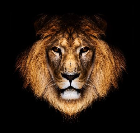 lion lion