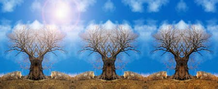 Lonely tree on a background of the skyの写真素材
