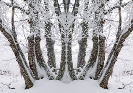 Winter beautiful woodの写真素材