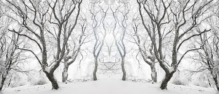 Winter beautiful woodの写真素材