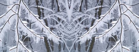 Winter beautiful woodの写真素材
