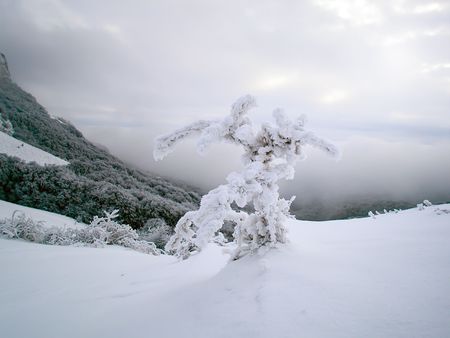 Winter beautiful woodの写真素材