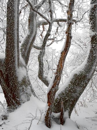 Winter beautiful woodの写真素材