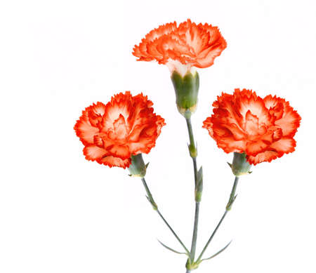 flower on a white backgroundの写真素材