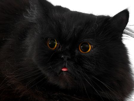 CAT on a white backgroundの写真素材