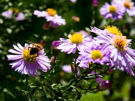 Flowers and beesの写真素材