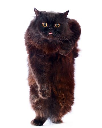 CAT on a white backgroundの写真素材
