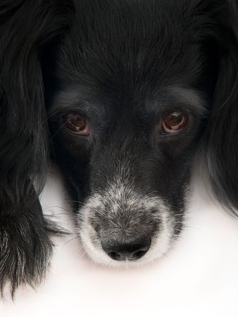 this is a black dog on a white backgroundの写真素材