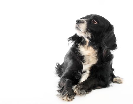 this is a black dog on a white backgroundの写真素材