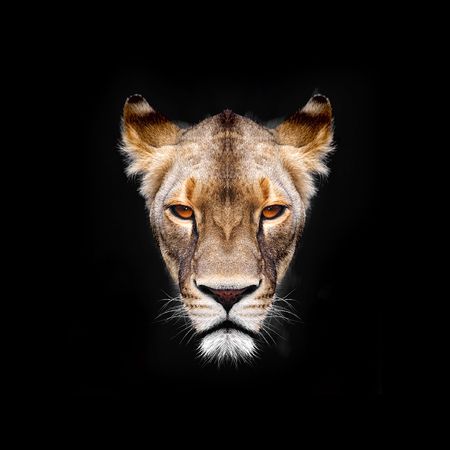 lion on a black backgroundの写真素材