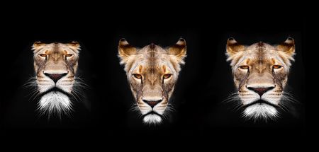 lion on a black backgroundの写真素材