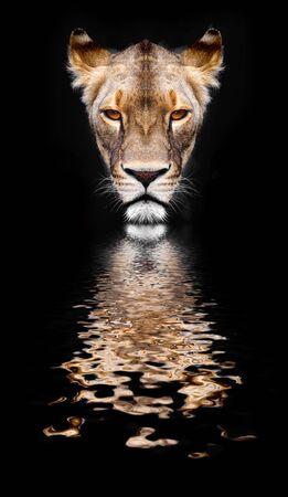 lion on a black backgroundの写真素材