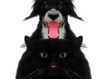 dog and cat on a white backgroundの写真素材