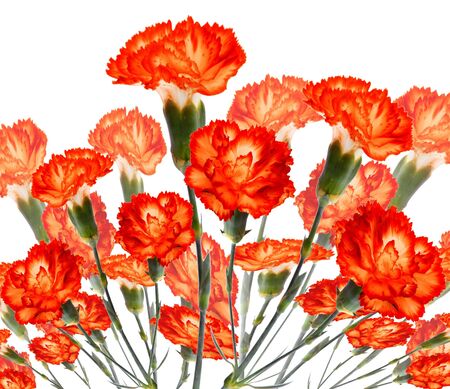 flower on a white backgroundの写真素材