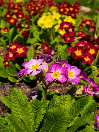 spring flowerの写真素材