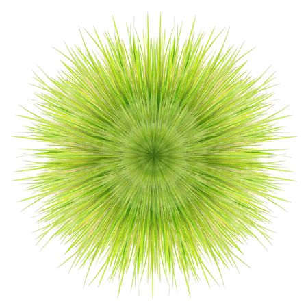 green grass on a white backgroundの写真素材