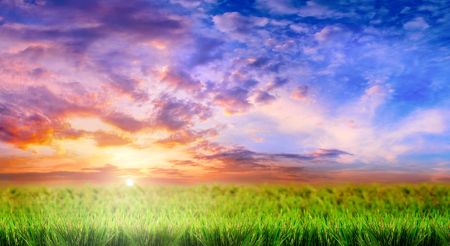 green grass on a sky backgroundの写真素材