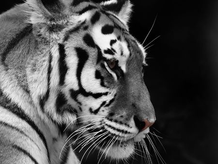 Big Tiger on a black backgroundの写真素材