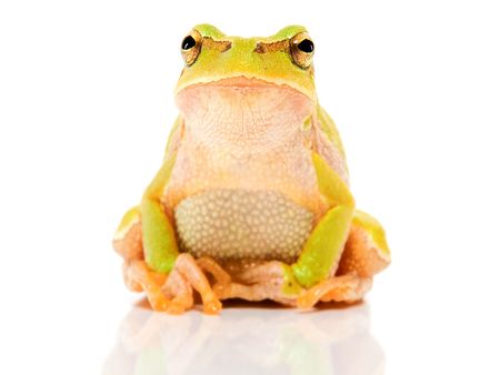 Green frog on a white backgroundの写真素材