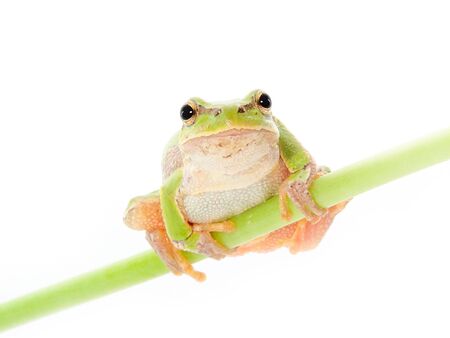 Green frog on a white background