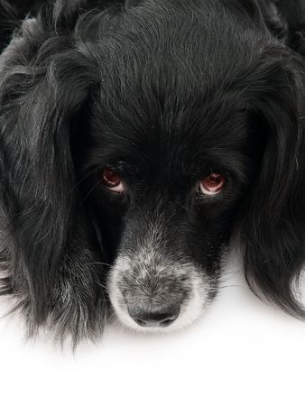 dog on a white backgroundの写真素材