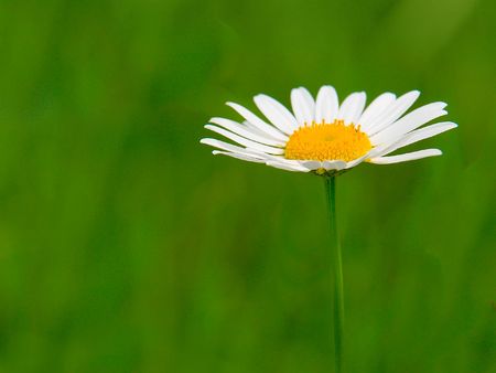 flowerの写真素材