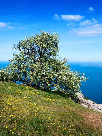 tree and seaの写真素材