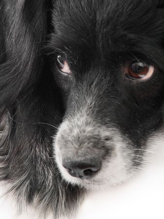 dog on a white backgroundの写真素材