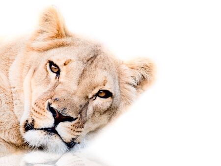 lioness on a white backgroundの写真素材