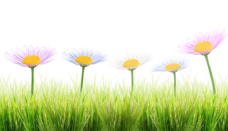 green grass and flower on a white backgroundの写真素材