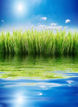 green grass on a sky backgroundの写真素材