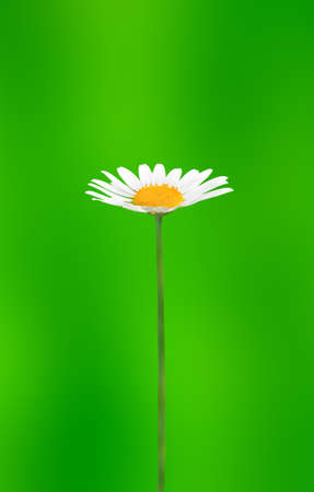 flowerの写真素材