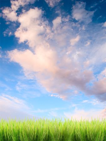 green grass on a sky backgroundの写真素材