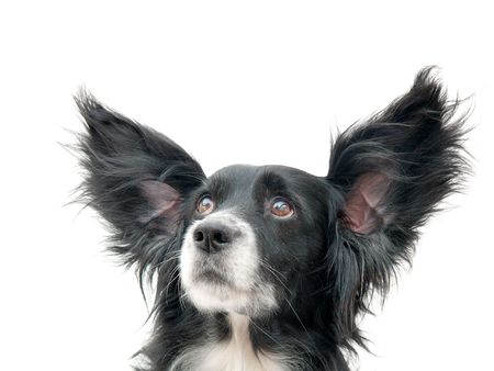 dog on a white backgroundの写真素材