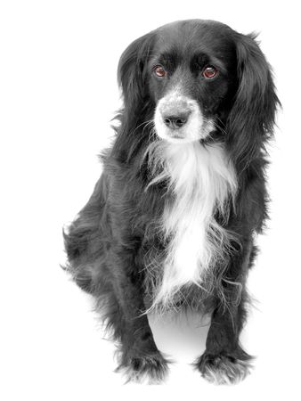 dog on a white backgroundの写真素材