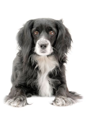 dog on a white backgroundの写真素材