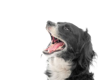 dog on a white backgroundの写真素材