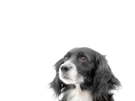 dog on a white backgroundの写真素材