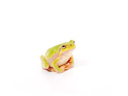 Green frog on a white backgroundの写真素材